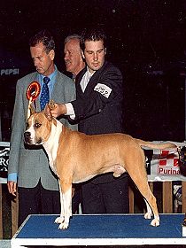 chien �leveurs chiens photos